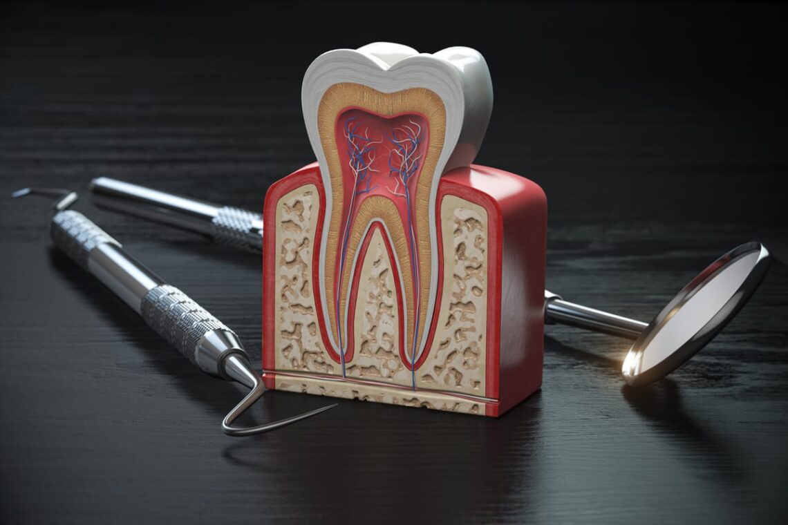 3D cross-section model of a tooth showing internal anatomy with pulp chamber, root canals, and blood vessels for dental educ.